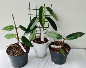 Gartenmarkt am 18.05.2024